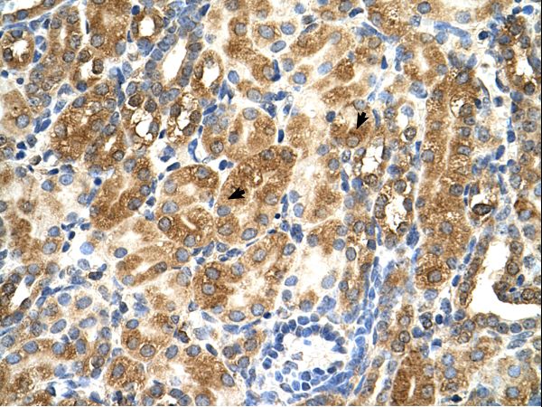 MAS1 antibody LS-C81614 was used in IHC to stain formalin-fixed, paraffin-embedded human kidney.
