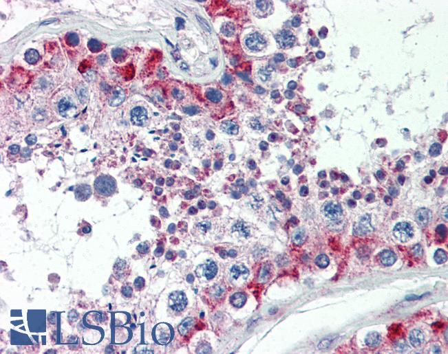 Anti-MAS1 antibody IHC of human testis. Immunohistochemistry of formalin-fixed, paraffin-embedded tissue after heat-induced antigen retrieval. Antibody LS-B3564 concentration 5 ug/ml.