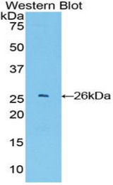 Western blot of recombinant GSTA4.