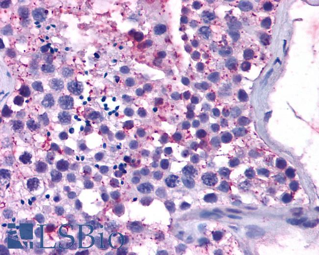 Anti-MAS1 / MAS antibody IHC of human testis. Immunohistochemistry of formalin-fixed, paraffin-embedded tissue after heat-induced antigen retrieval.