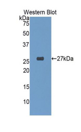 Western blot of recombinant GSTA4.