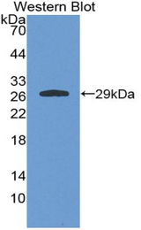 Western blot of recombinant GSTA4.