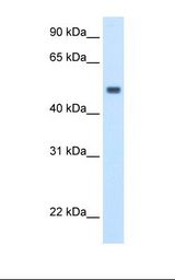 Fetal liver cell lysate. Antibody concentration: 2.5 ug/ml. Gel concentration: 12%.