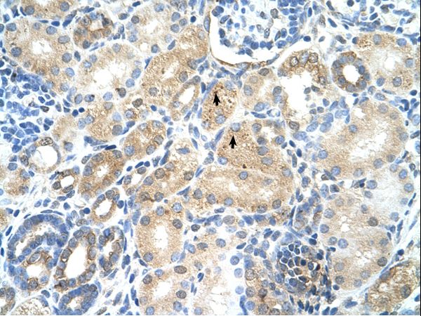 MAT1A antibody LS-C80416 was used in IHC to stain formalin-fixed, paraffin-embedded human kidney.