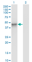 Western Blot analysis of MAT1A expression in transfected 293T cell line by MAT1A monoclonal antibody (M01), clone 4D11.Lane 1: MAT1A transfected lysate(43.6 KDa).Lane 2: Non-transfected lysate.