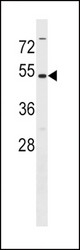 MAT2A Antibody western blot of Ramos cell line lysates (35 ug/lane). The MAT2A antibody detected the MAT2A protein (arrow).