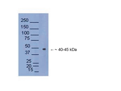 WB: NeuroD6 Western blot on mouse e12 brain lysate.