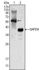 Western blot using MATK mouse monoclonal antibody against K562 cell lysate (1).