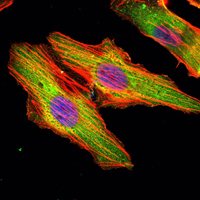 Immunofluorescence of HeLa cells using MATN1 mouse monoclonal antibody (green). Blue: DRAQ5 fluorescent DNA dye. Red: Actin filaments have been labeled with Alexa Fluor-555 phalloidin.