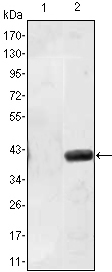 Western blot using MATN1 monoclonal antibody against HEK293 (1) and MATN1(AA: 427-496)-hIgGFc transfected HEK293 (2) cell lysate.