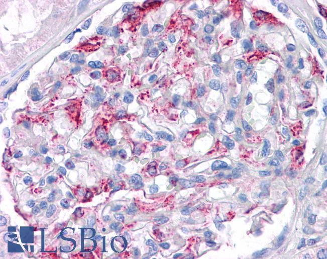 Anti-MATN1 / Matrilin 1 antibody IHC of human kidney. Immunohistochemistry of formalin-fixed, paraffin-embedded tissue after heat-induced antigen retrieval. Antibody LS-B5001 concentration 5 ug/ml.