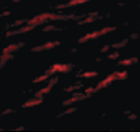 Immunofluorescence of MATN1 in Human Liver cells with MATN1 antibody at 20 ug/ml.