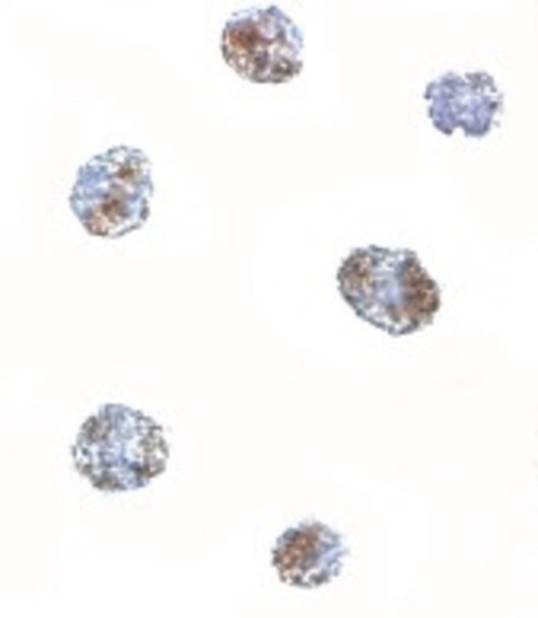 Immunocytochemistry of MATN3 in 3T3 cells with MATN3 antibody at 5 ug/ml.