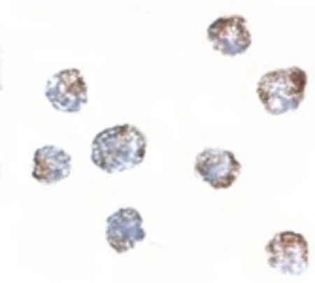 Immunocytochemistry of MATN3 in 3T3 cells tissue with MATN3 antibody at 2.5 ug/ml.