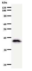 Western blot of immunized recombinant protein using MATR3 antibody.