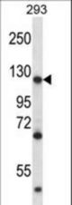 MATR3 Antibody western blot of 293 cell line lysates (35 ug/lane). The MATR3 antibody detected the MATR3 protein (arrow).
