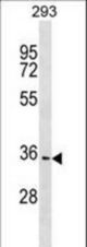 PBLD Antibody western blot of 293 cell line lysates (35 ug/lane). The PBLD antibody detected the PBLD protein (arrow).