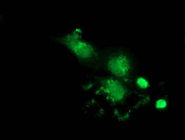 Anti-PBLD mouse monoclonal antibody immunofluorescent staining of COS7 cells transiently transfected by pCMV6-ENTRY PBLD.