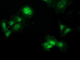 Anti-PBLD mouse monoclonal antibody immunofluorescent staining of COS7 cells transiently transfected by pCMV6-ENTRY PBLD.