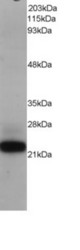 Staining (0.1 ug/ml) of Jurkat lysate (RIPA buffer, 1.4E+05 cells per lane). Primary incubated for 12 hour. Detected by chemiluminescence.
