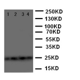 WB of MAX antibody. Lane 1: A549 Cell Lysate. Lane 2: U87 Cell Lysate. Lane 3: HELA Cell Lysate. Lane 4: MCF-7 Cell Lysate..