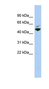 MAZ antibody LS-C109868 Western blot of NCI-H226 cell lysate.