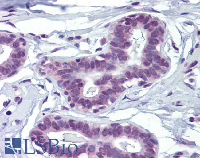 Anti-MAZ antibody IHC of human breast. Immunohistochemistry of formalin-fixed, paraffin-embedded tissue after heat-induced antigen retrieval. Antibody LS-B3519 concentration 10 ug/ml.