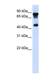 MAZ antibody LS-B3519 Western blot of 293T cell lysate.
