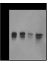 Western blot analysis on (A) HeLa (B) A431 (C) 293T and (D) Jurkat cell lysates using anti-MBD1 antibody.