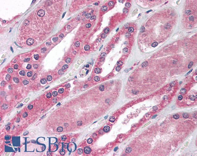 Anti-MBD1 antibody IHC of human kidney. Immunohistochemistry of formalin-fixed, paraffin-embedded tissue after heat-induced antigen retrieval. Antibody LS-B1545 concentration 10 ug/ml.