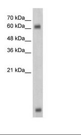 HepG2 Cell Lysate