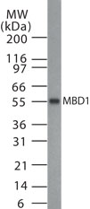 Western blot of MBD1 in HeLa cell lysate with anti-MBD1 pcAb. A protein band with an approximate molecular weight of 55 kD was detected.