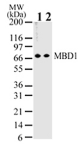 Western blot of MBD1 in HeLa cell lysate using antibody at 2 ug/ml (lane 1) and 1 ug/ml (lane 2).