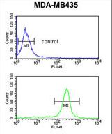 GSTK1 Antibody flow cytometry of MDA-MB435 cells (bottom histogram) compared to a negative control cell (top histogram). FITC-conjugated goat-anti-rabbit secondary antibodies were used for the analysis.