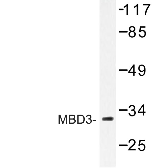 Western blot of MBD3 (H250) pAb in extracts from Jurkat cells.