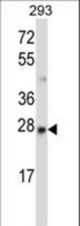 MBD3 Antibody western blot of 293 cell line lysates (35 ug/lane). The MBD3 antibody detected the MBD3 protein (arrow).