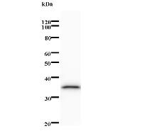 Western blot analysis of immunized recombinant protein, using anti-MBIP monoclonal antibody.