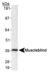 Detection of Muscleblind in HeLa whole cell extract (33 ug) using MBNL1 Antibody LS-C49115.