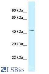 MBNL2 antibody Western Blot of Rat Brain. Antibody dilution: 1 ug/ml.