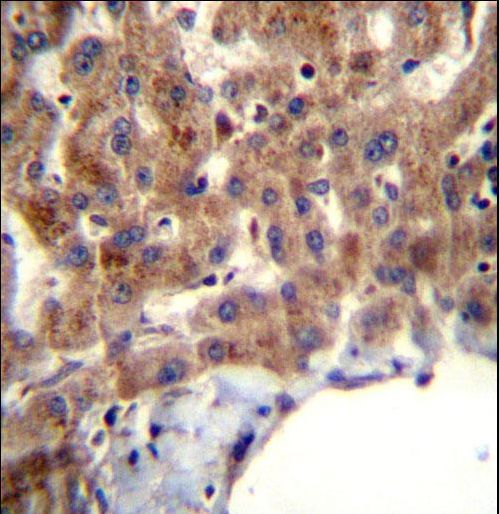 MBNL2 Antibody immunohistochemistry of formalin-fixed and paraffin-embedded human liver tissue followed by peroxidase-conjugated secondary antibody and DAB staining.