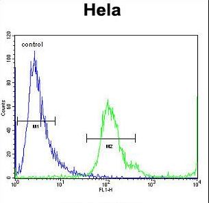 MBNL2 Antibody flow cytometry of HeLa cells (right histogram) compared to a negative control cell (left histogram). FITC-conjugated goat-anti-rabbit secondary antibodies were used for the analysis.