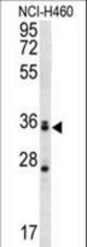 MBNL3 Antibody western blot of NCI-H460 cell line lysates (35 ug/lane). The MBNL3 antibody detected the MBNL3 protein (arrow).