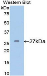 Western blot of recombinant GSTM2.