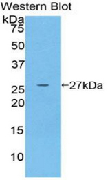 Western blot of recombinant GSTM4-4 / GSTM4.