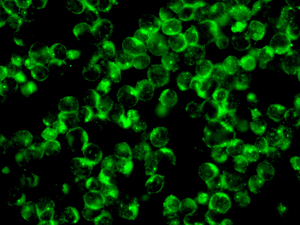 Immunofluorescent staining of Jurkat cells using anti-GSTO1 antibody.