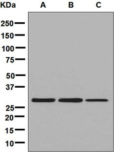 Western blot analysis on (A) fetal liver, (B) Jurkat, and (C) HeLa cell lysates using anti-GSTO1 antibody.