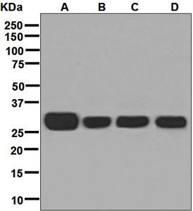 Western blot analysis on (A) fetal liver, (B) BxPC-3, (C) HepG2, and (D) HeLa lysates using anti-GSTO1 antibody.