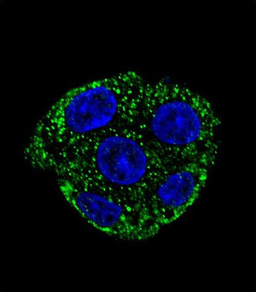 Confocal immunofluorescent of GSTO2 Antibody with HepG2 cell followed by Alexa Fluor 488-conjugated goat anti-rabbit lgG (green). DAPI was used to stain the cell nuclear (blue).