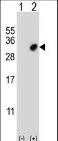 Western blot of GSTO2 (arrow) using rabbit polyclonal GSTO2 Antibody. 293 cell lysates (2 ug/lane) either nontransfected (Lane 1) or transiently transfected (Lane 2) with the GSTO2 gene.