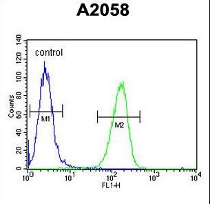 GSTO2 Antibody flow cytometry of A2058 cells (right histogram) compared to a negative control cell (left histogram). FITC-conjugated goat-anti-rabbit secondary antibodies were used for the analysis.
